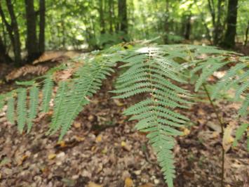 <i>Pteridium aquilinum</i>