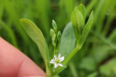 <i>Stellaria alsine</i>