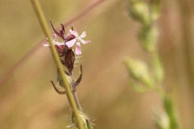 <i>Silene gallica</i>