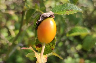 <i>Rosa agrestis</i>