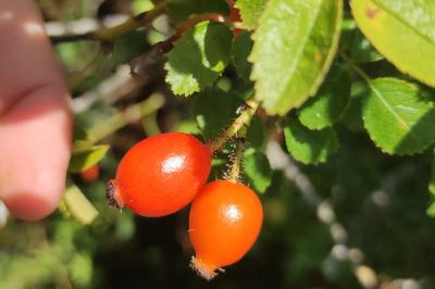 <i>Rosa rubiginosa</i>