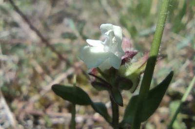 <i>Prunella laciniata</i>