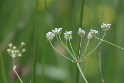 <i>Trocdaris verticillatum</i>
