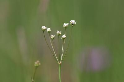 <i>Trocdaris verticillatum</i>