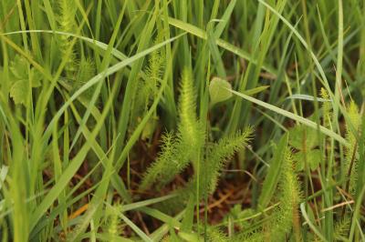 <i>Trocdaris verticillatum</i>