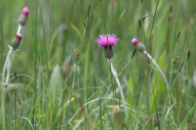 <i>Cirsium dissectum</i>