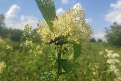 <i>Thalictrum flavum</i>