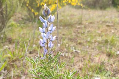 <i>Lupinus angustifolius</i>