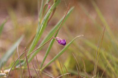 <i>Lathyrus angulatus</i>