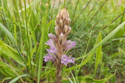 <i>Phelipanche arenaria</i>