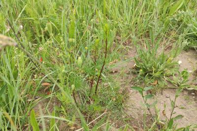 <i>Artemisia campestris</i>