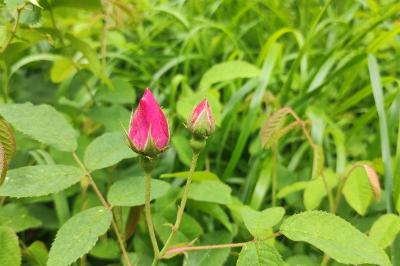 <i>Rosa gallica</i>