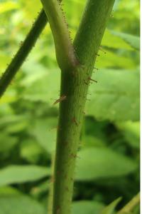 <i>Rosa gallica</i>