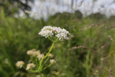 <i>Oenanthe silaifolia</i>