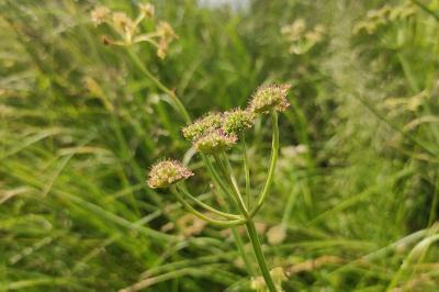 <i>Oenanthe silaifolia</i>