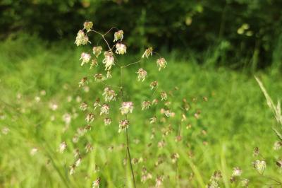 Poaceae
