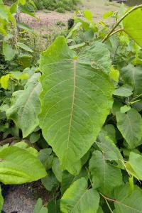 <i>Reynoutria sachalinensis</i>