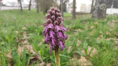 <i>Himantoglossum robertianum</i>