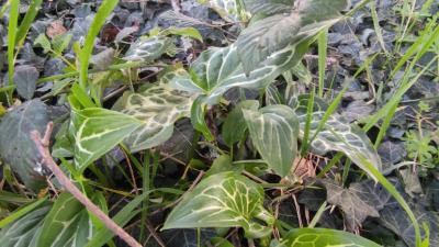 <i>Arum italicum</i>