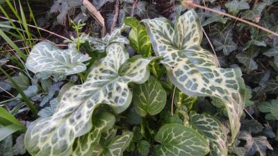 <i>Arum italicum</i>