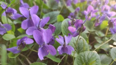 <i>Viola odorata</i>