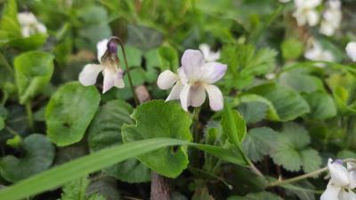 <i>Viola odorata</i>