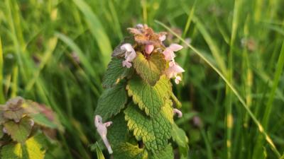 <i>Lamium purpureum</i>