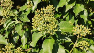 <i>Hedera helix</i>