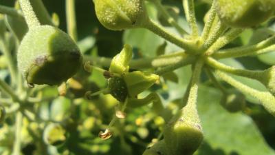 <i>Hedera helix</i>