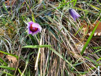 <i>Pulsatilla vulgaris</i>