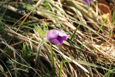 <i>Pulsatilla vulgaris</i>