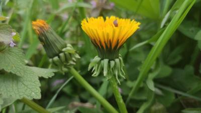 <i>Taraxacum officinale</i>