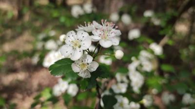 <i>Crataegus laevigata</i>