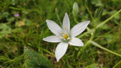<i>Ornithogalum divergens</i>
