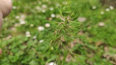 <i>Poa bulbosa</i>