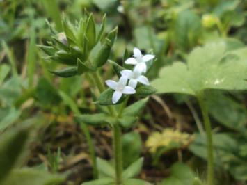 <i>Sherardia arvensis</i>