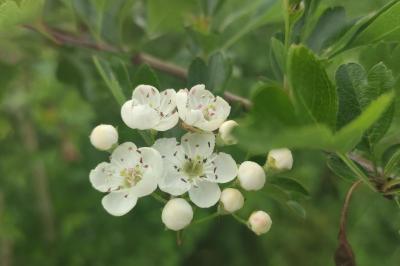 Crataegus monogyna