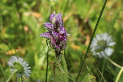 <i>Orchis simia</i>