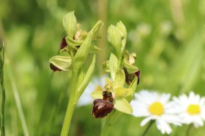 <i>Ophrys aranifera</i>
