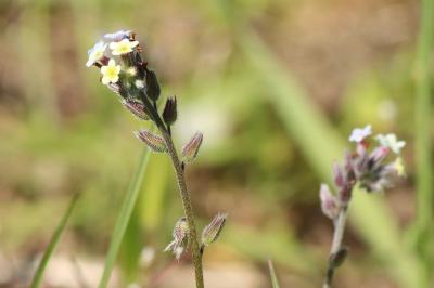 <i>Myosotis discolor</i>