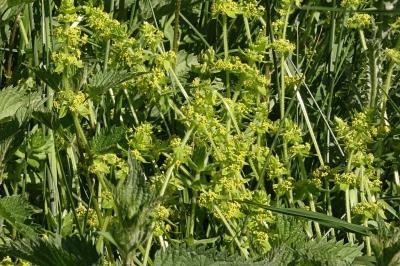 <i>Cruciata laevipes</i>
