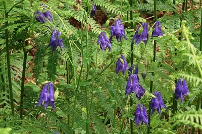 <i>Aquilegia vulgaris</i>