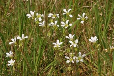 <i>Saxifraga granulata</i>
