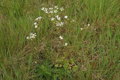 <i>Saxifraga granulata</i>