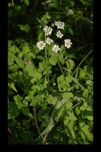 <i>Chaerophyllum temulum</i>