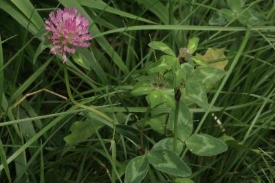 <i>Trifolium pratense</i>