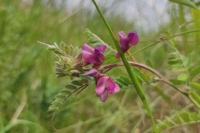 <i>Vicia pannonica</i>