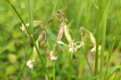 <i>Silene nutans</i>