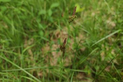 Carex caryophyllea