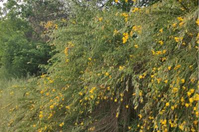 Cytisus scoparius